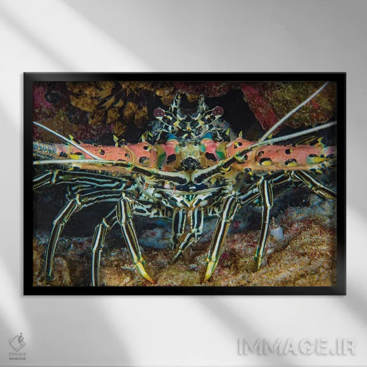 تابلو Panulirus Versicolor, Also Referred To As A Painted Crayfish, Philippines,یک خرچنگ خارپشت نقاشیشده (گونه: Panulirus versicolor) که به نام خرچنگ نقاشیشده نیز شناخته میشود، فیلیپین اثر دیوید فلیتهام - نمای قابدار مشکی