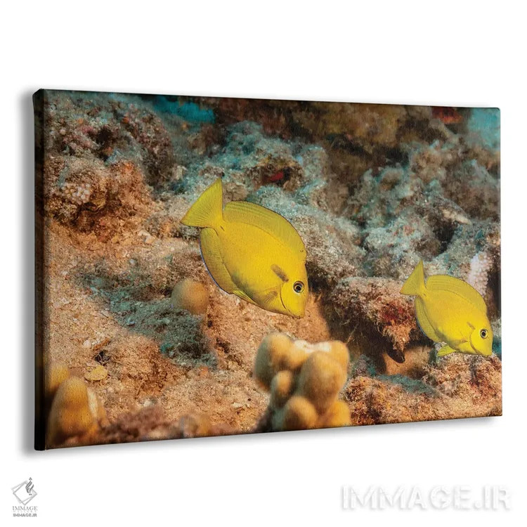 تابلو Acanthurus Olivaceus, Hawaii,یک جفت ماهی جراح نواری نارنجی جوان (گونه: Acanthurus olivaceus)، هاوایی اثر دیوید فلیتهام - نمای پرسپکتیو محصول