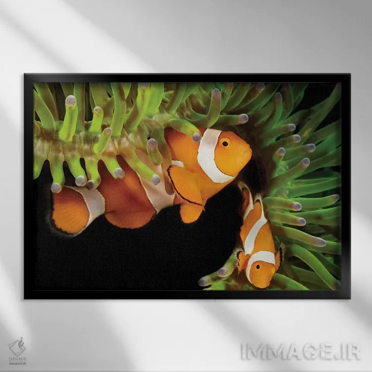 تابلو Amphiprion Percula, In Anemone, Heteractis Magnifica, Philippines,یک جفت ماهی دلقک (گونه: Amphiprion percula) در شقایق دریایی (گونه: Heteractis magnifica)، فیلیپین اثر دیوید فلیتهام - نمای قابدار مشکی