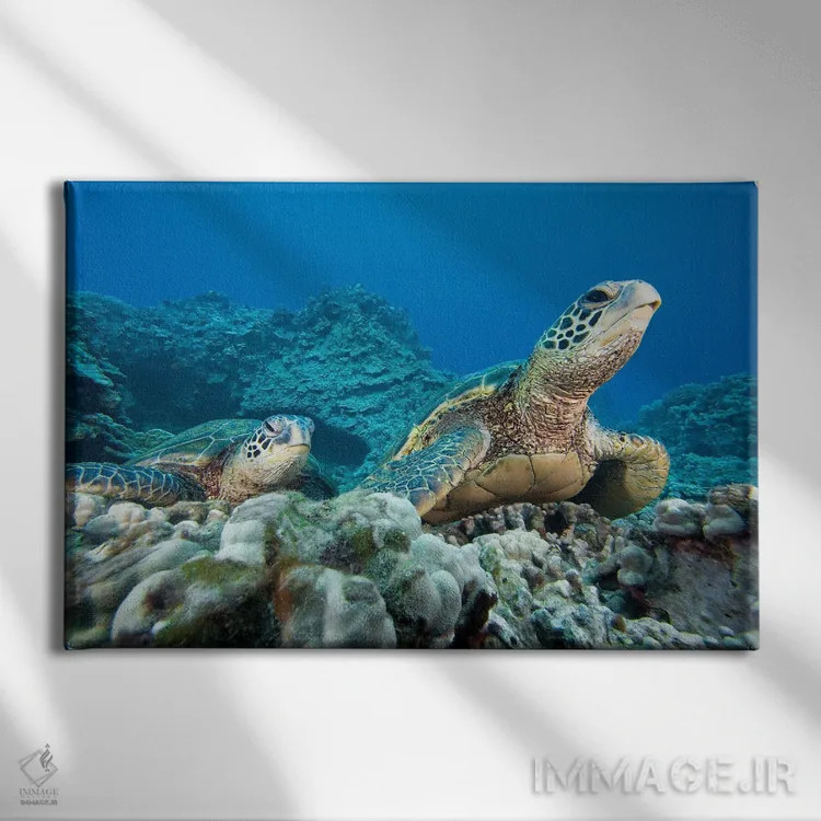 تابلو Chelonia Mydas, Hawaii,یک جفت لاکپشت دریایی سبز در معرض خطر انقراض (گونه: Chelonia mydas)، هاوایی اثر دیوید فلیتهام - نمای روبهرو روی دیوار