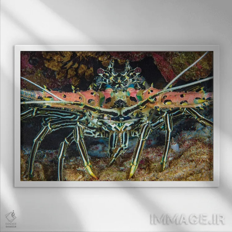 تابلو Panulirus Versicolor, Also Referred To As A Painted Crayfish, Philippines,یک خرچنگ خارپشت نقاشیشده (گونه: Panulirus versicolor) که به نام خرچنگ نقاشیشده نیز شناخته میشود، فیلیپین اثر دیوید فلیتهام - نمای قابدار سفید