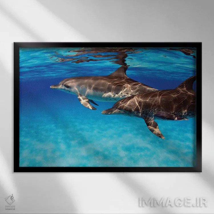 تابلو Stenella Plagiodon, In The Bahamas,یک جفت دلفین خالدار اطلس (گونه: Stenella plagiodon) در باهاما اثر دیوید فلیتهام - نمای قابدار مشکی