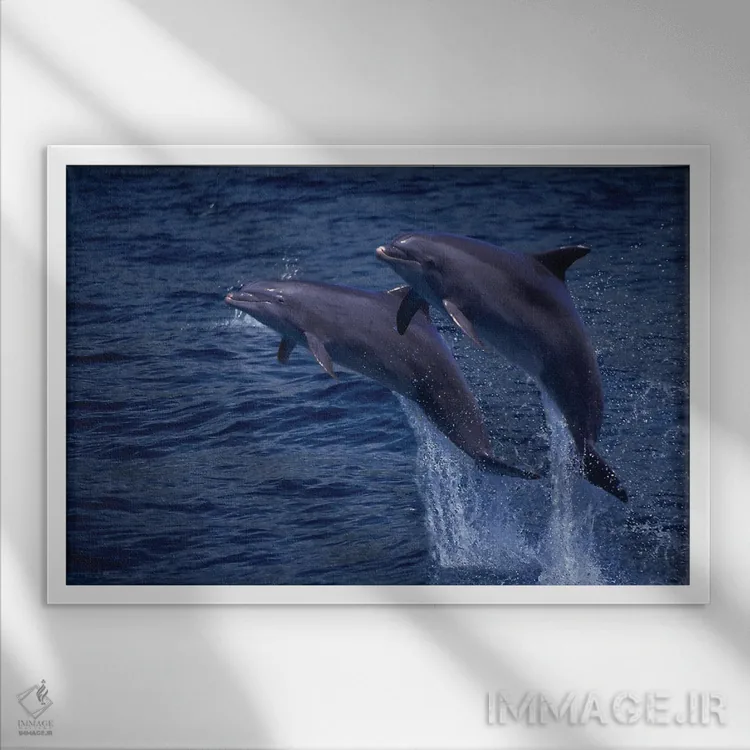 تابلو Tursiops Truncatus, Jumping Out Of The Water In Hawaii,یک جفت دلفین بینیبطری اطلس (گونه: Tursiops truncatus) در حال پریدن از آب در هاوایی اثر دیوید فلیتهام - نمای قابدار سفید