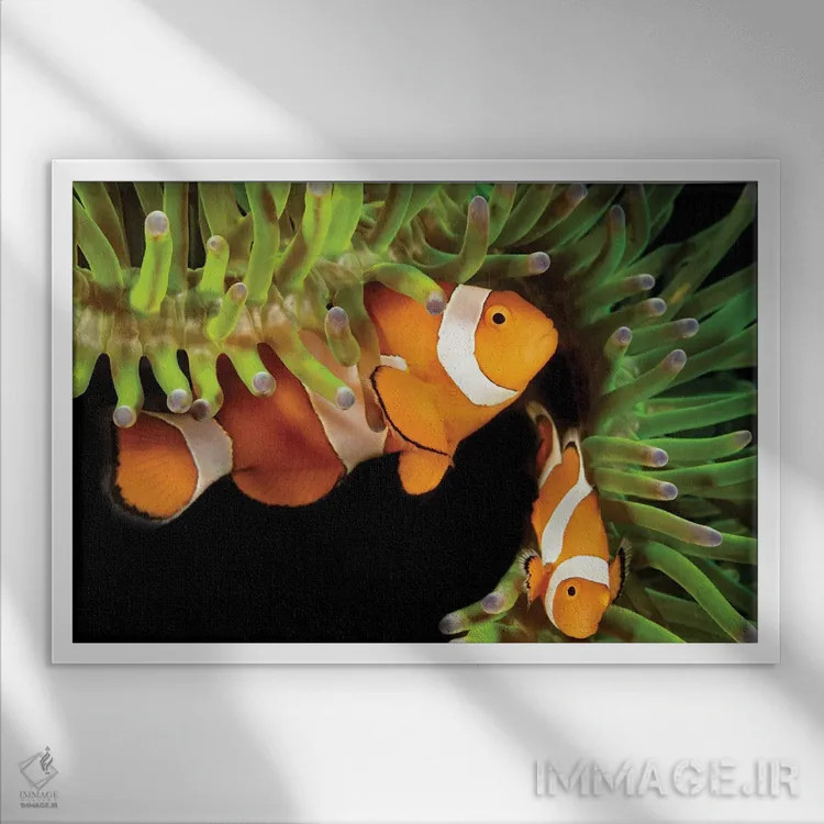 تابلو Amphiprion Percula, In Anemone, Heteractis Magnifica, Philippines,یک جفت ماهی دلقک (گونه: Amphiprion percula) در شقایق دریایی (گونه: Heteractis magnifica)، فیلیپین اثر دیوید فلیتهام - نمای قابدار سفید
