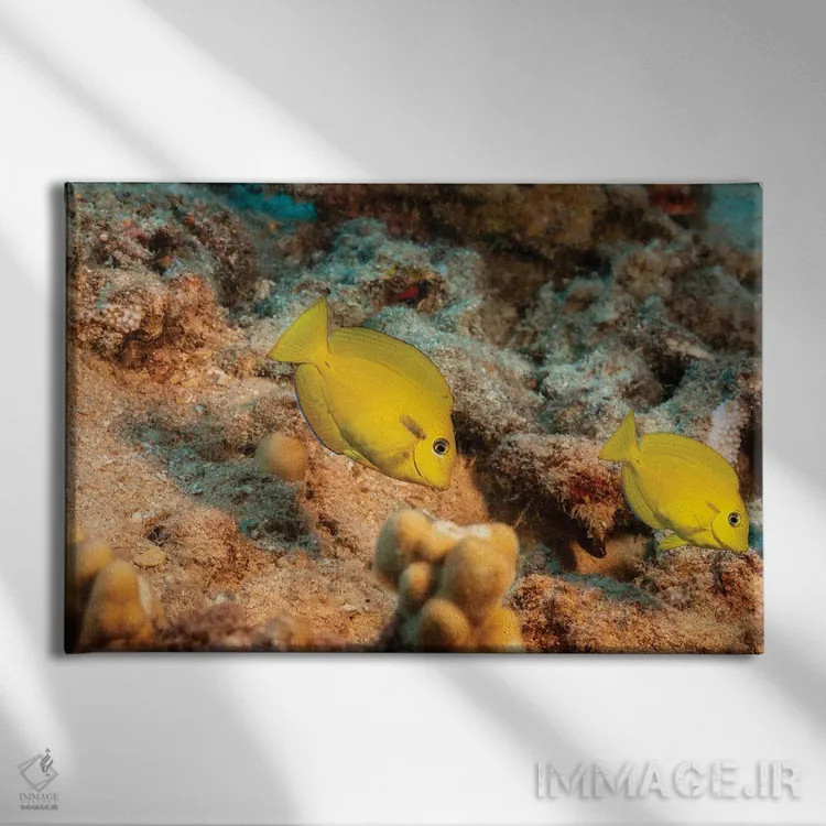 تابلو Acanthurus Olivaceus, Hawaii,یک جفت ماهی جراح نواری نارنجی جوان (گونه: Acanthurus olivaceus)، هاوایی اثر دیوید فلیتهام - نمای روبهرو روی دیوار
