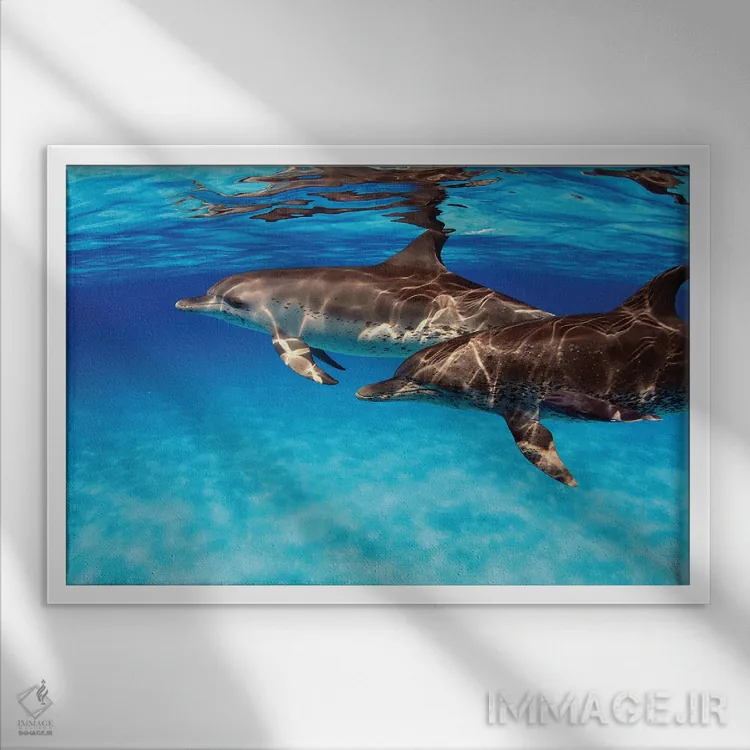 تابلو Stenella Plagiodon, In The Bahamas,یک جفت دلفین خالدار اطلس (گونه: Stenella plagiodon) در باهاما اثر دیوید فلیتهام - نمای قابدار سفید