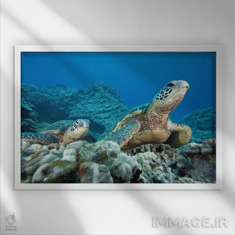 تابلو Chelonia Mydas, Hawaii,یک جفت لاکپشت دریایی سبز در معرض خطر انقراض (گونه: Chelonia mydas)، هاوایی اثر دیوید فلیتهام - نمای قابدار سفید