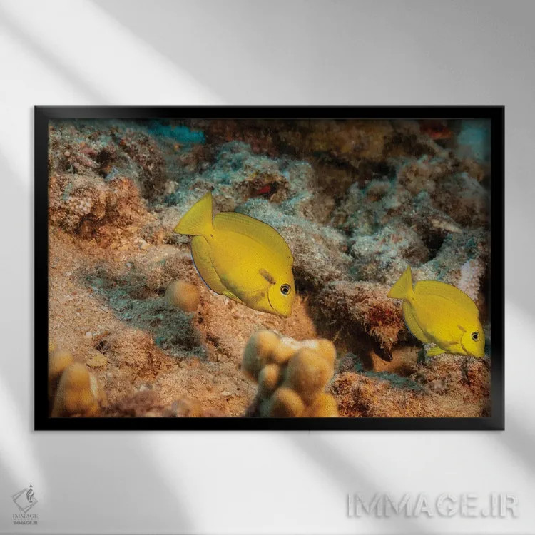 تابلو Acanthurus Olivaceus, Hawaii,یک جفت ماهی جراح نواری نارنجی جوان (گونه: Acanthurus olivaceus)، هاوایی اثر دیوید فلیتهام - نمای قابدار مشکی