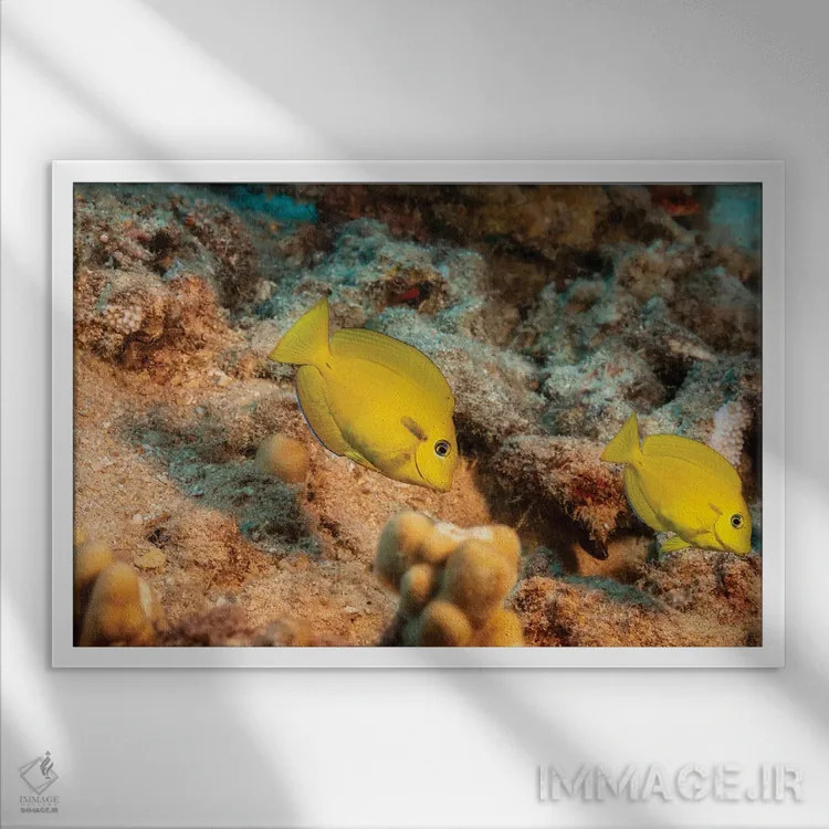 تابلو Acanthurus Olivaceus, Hawaii,یک جفت ماهی جراح نواری نارنجی جوان (گونه: Acanthurus olivaceus)، هاوایی اثر دیوید فلیتهام - نمای قابدار سفید