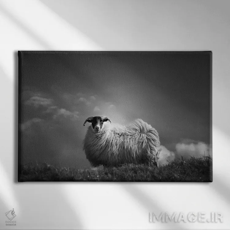 تابلو پشمآلود (واژه فرانسوی، به اشاره به نرمی یا پشمالویی) اثر دوریت فوگ - نمای روبهرو روی دیوار