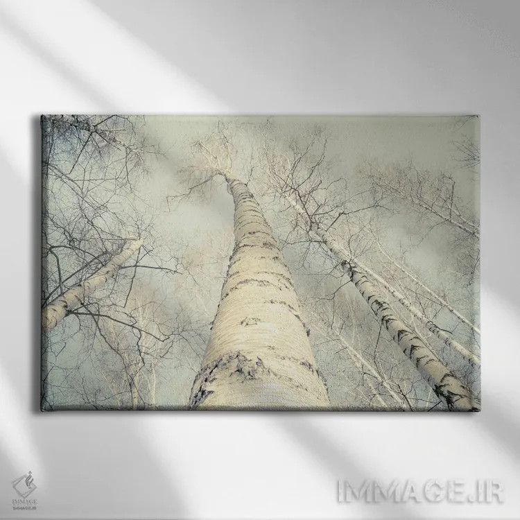 تابلو درختان توس دو اثر دوریت فوگ - نمای روبهرو روی دیوار