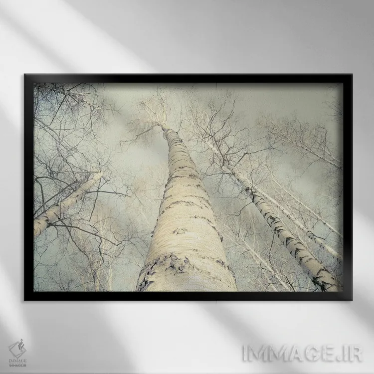 تابلو درختان توس دو اثر دوریت فوگ - نمای قابدار مشکی