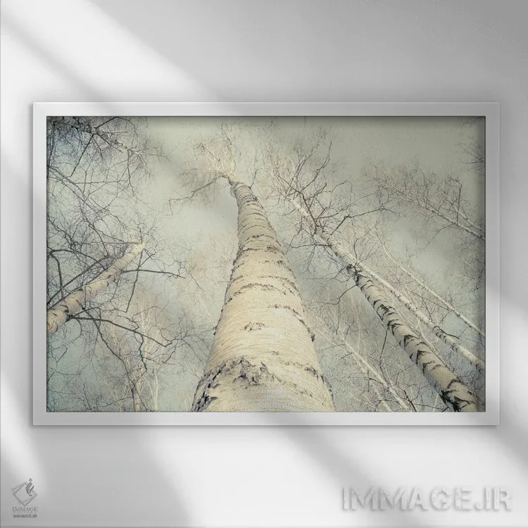 تابلو درختان توس دو اثر دوریت فوگ - نمای قابدار سفید