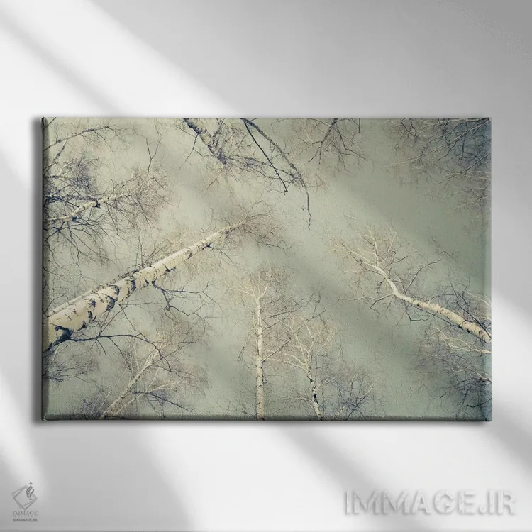 تابلو درختان توس سه اثر دوریت فوگ - نمای روبهرو روی دیوار