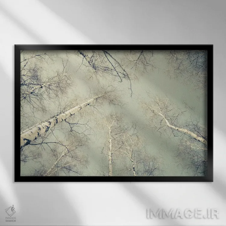 تابلو درختان توس سه اثر دوریت فوگ - نمای قابدار مشکی