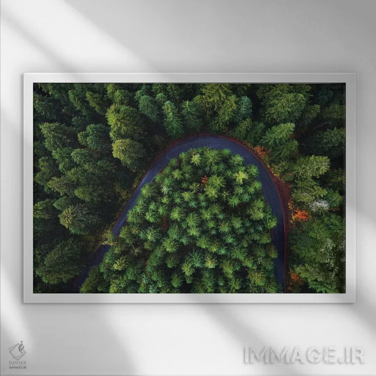 تابلو جاده جنگلی اورگن از بالا اثر دنیل گاستاگر - نمای قابدار سفید
