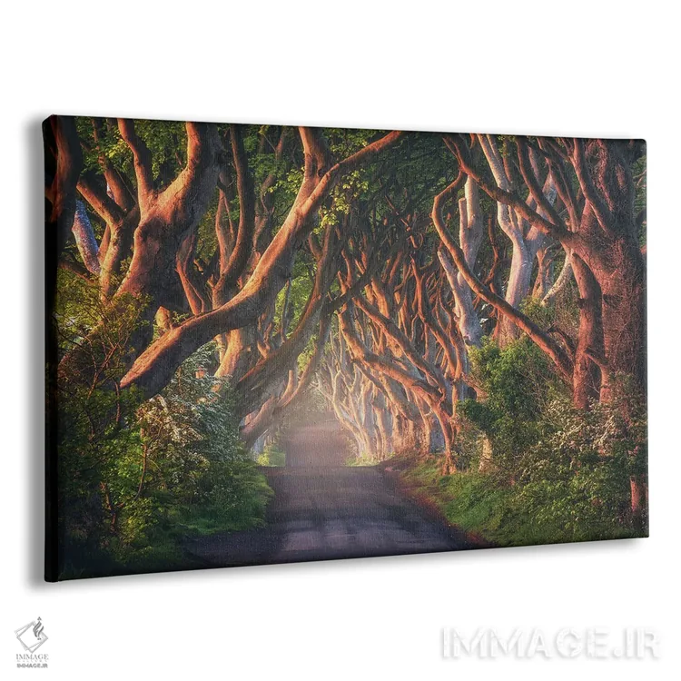 تابلو صبح طلایی در مسیر درختان تیره در ایرلند شمالی اثر دنیل گاستاگر - نمای پرسپکتیو محصول
