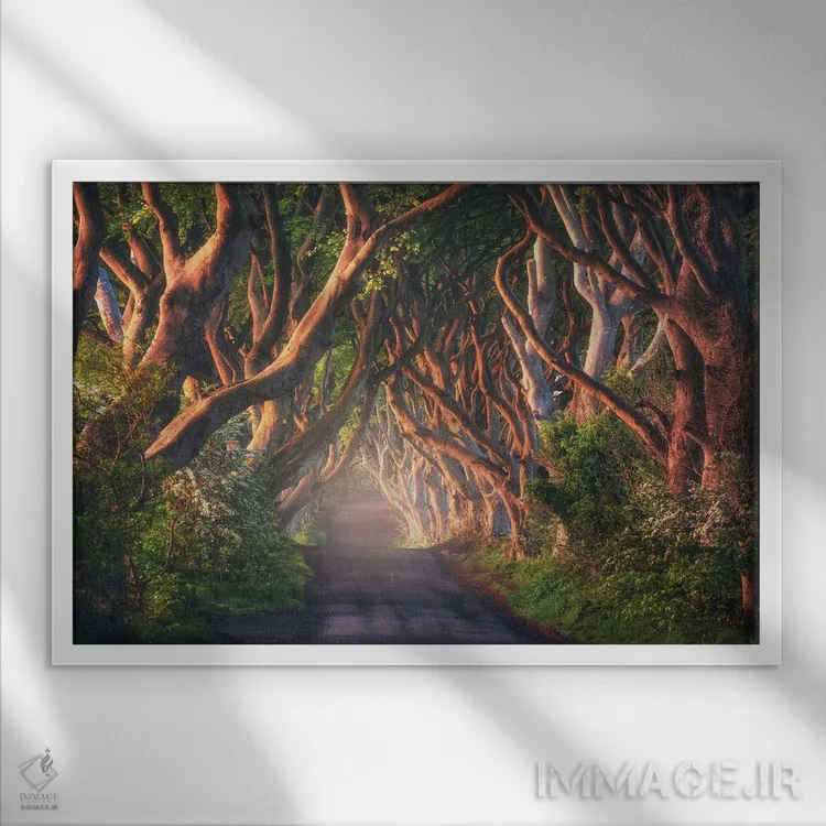 تابلو صبح طلایی در مسیر درختان تیره در ایرلند شمالی اثر دنیل گاستاگر - نمای قابدار سفید