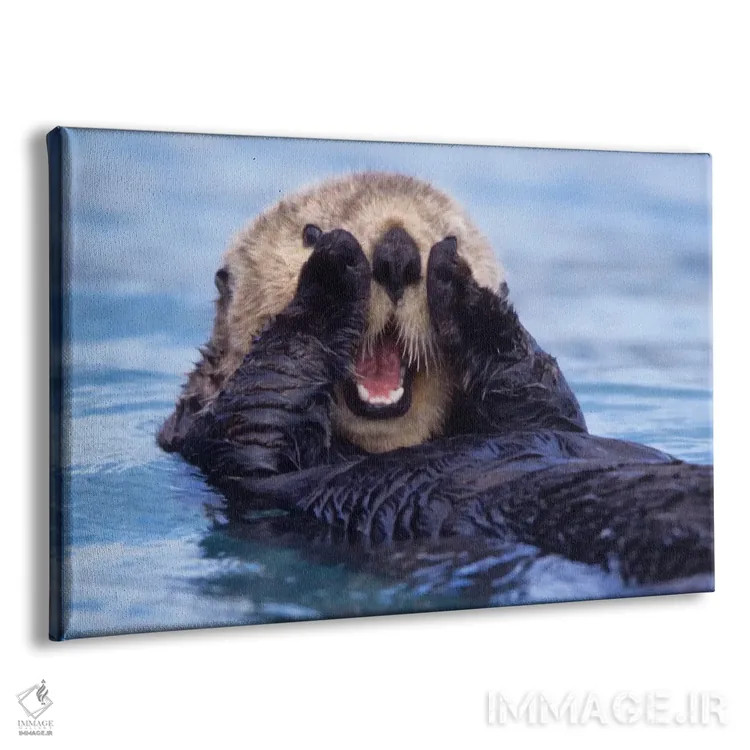 تابلو Alaska, USA,یک سمور دریایی شاد، آلاسکا (آمریکا) اثر دیزی گیلارباوری - نمای پرسپکتیو محصول