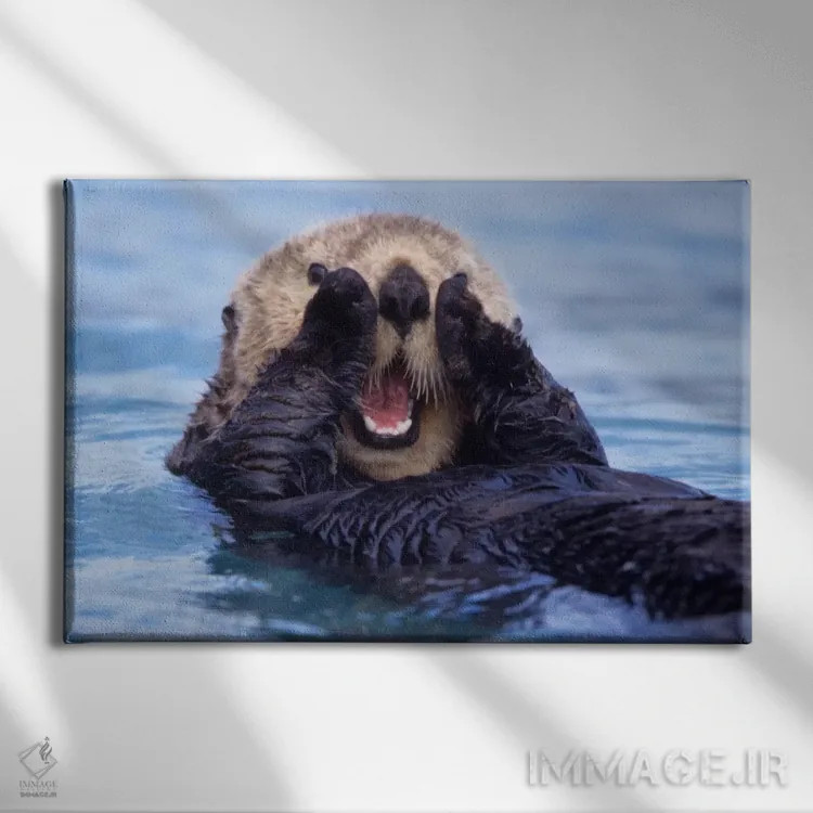 تابلو Alaska, USA,یک سمور دریایی شاد، آلاسکا (آمریکا) اثر دیزی گیلارباوری - نمای روبهرو روی دیوار