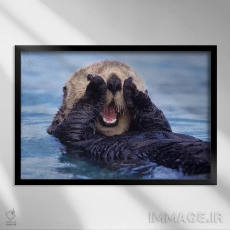 تابلو Alaska, USA,یک سمور دریایی شاد، آلاسکا (آمریکا) اثر دیزی گیلارباوری - نمای قابدار مشکی