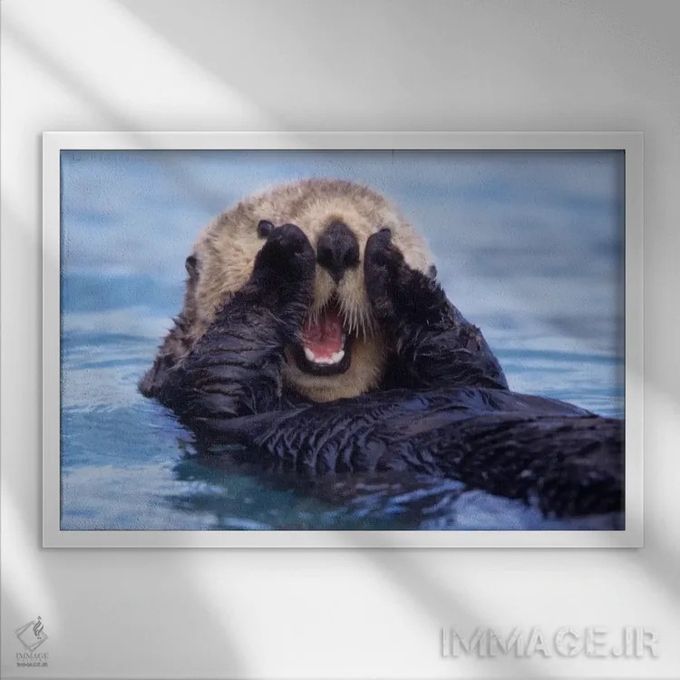 تابلو Alaska, USA,یک سمور دریایی شاد، آلاسکا (آمریکا) اثر دیزی گیلارباوری - نمای قابدار سفید