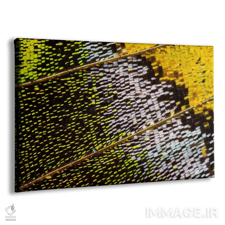 تابلو عکاسی ماکرو از بال پروانه IV اثر دارل گالین - نمای پرسپکتیو محصول