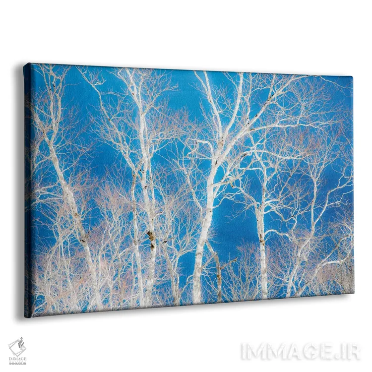 تابلو Hokkaido, Japan,درختان غان در امتداد ساحل دریاچه ماشو II، هوکایدو، ژاپن اثر دارل گالین - نمای پرسپکتیو محصول