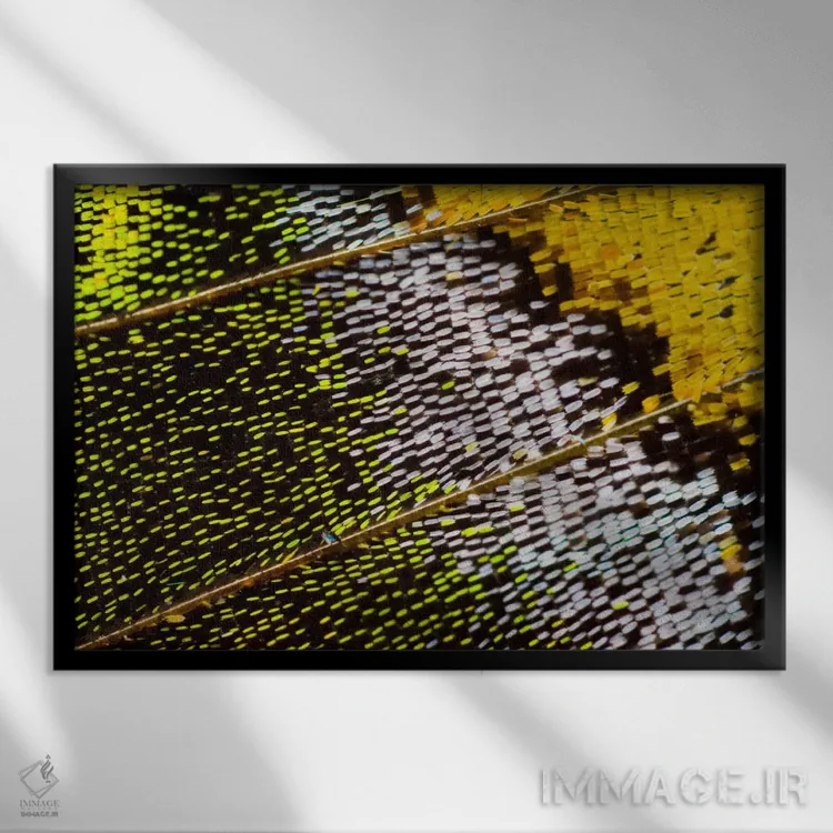 تابلو عکاسی ماکرو از بال پروانه IV اثر دارل گالین - نمای قابدار مشکی