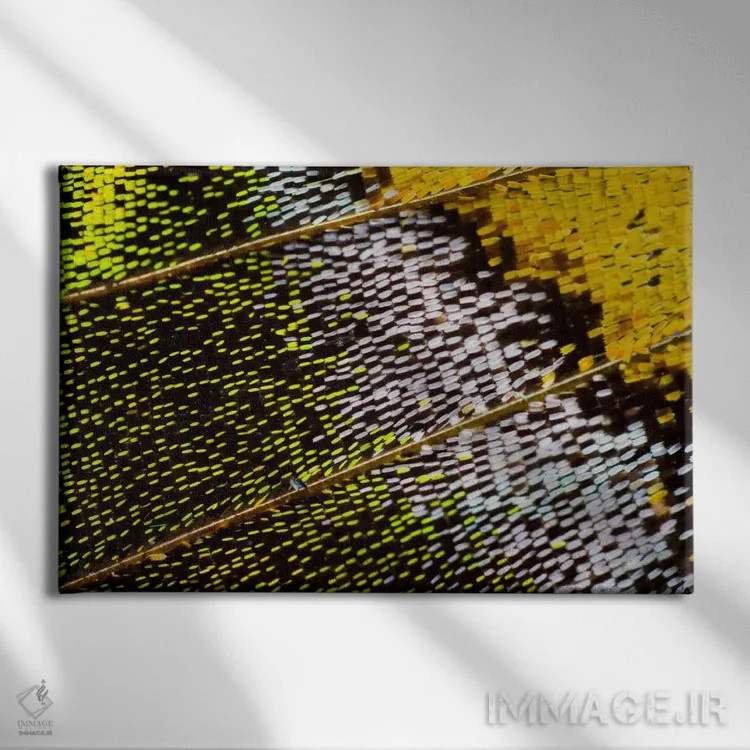 تابلو عکاسی ماکرو از بال پروانه IV اثر دارل گالین - نمای روبهرو روی دیوار
