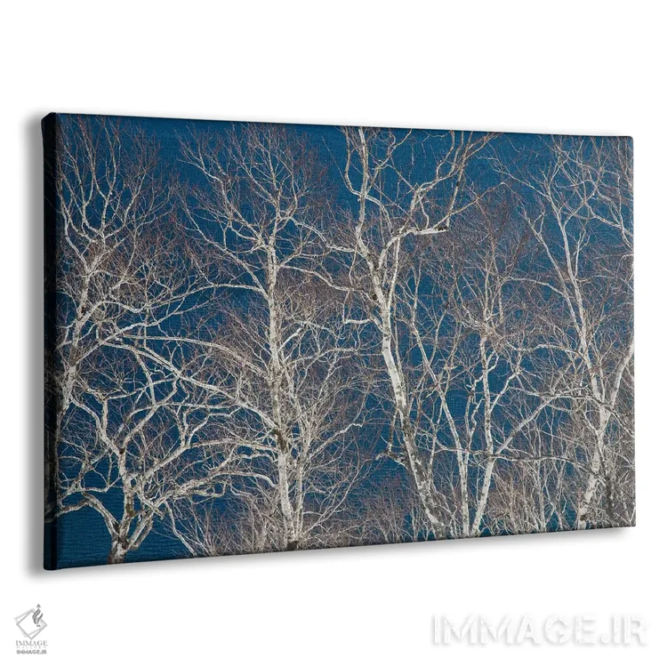 تابلو Hokkaido, Japan,درختان غان در امتداد ساحل دریاچه ماشو I، هوکایدو، ژاپن اثر دارل گالین - نمای پرسپکتیو محصول