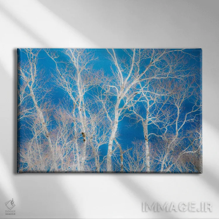 تابلو Hokkaido, Japan,درختان غان در امتداد ساحل دریاچه ماشو II، هوکایدو، ژاپن اثر دارل گالین - نمای روبهرو روی دیوار