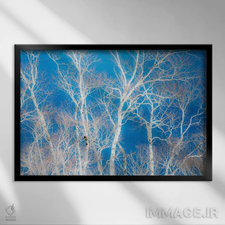 تابلو Hokkaido, Japan,درختان غان در امتداد ساحل دریاچه ماشو II، هوکایدو، ژاپن اثر دارل گالین - نمای قابدار مشکی