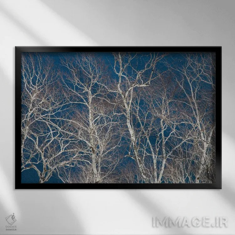 تابلو Hokkaido, Japan,درختان غان در امتداد ساحل دریاچه ماشو I، هوکایدو، ژاپن اثر دارل گالین - نمای قابدار مشکی