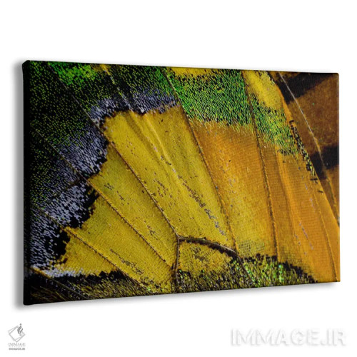 تابلو عکاسی ماکرو از بال پروانه V اثر دارل گالین - نمای پرسپکتیو محصول