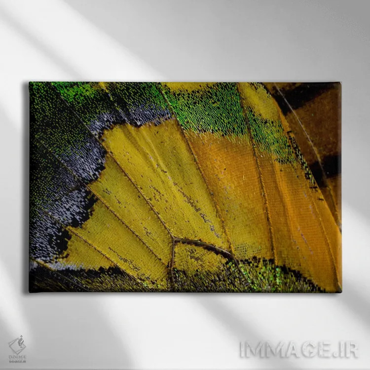 تابلو عکاسی ماکرو از بال پروانه V اثر دارل گالین - نمای روبهرو روی دیوار