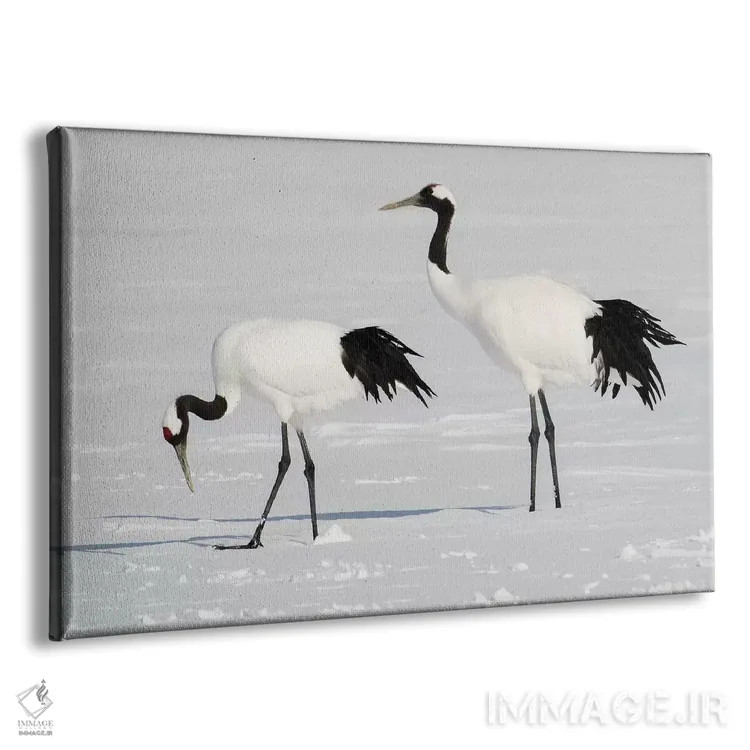 تابلو Japan,درنای تاج سرخ کمیاب در جزیره شمالی هوکایدو، ژاپن اثر دارل گالین - نمای پرسپکتیو محصول