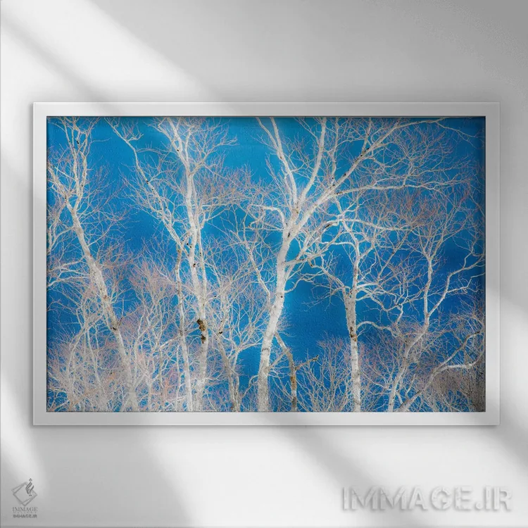 تابلو Hokkaido, Japan,درختان غان در امتداد ساحل دریاچه ماشو II، هوکایدو، ژاپن اثر دارل گالین - نمای قابدار سفید