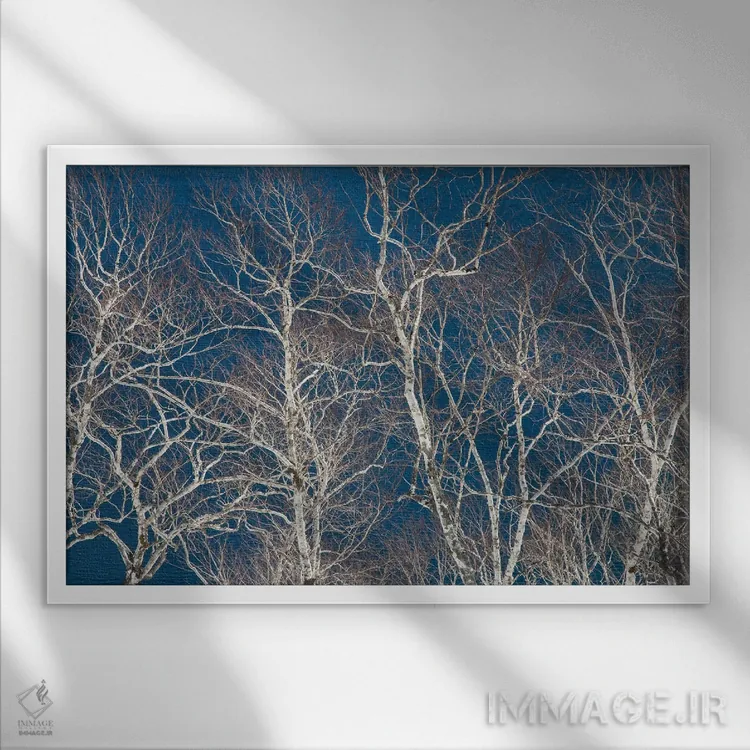 تابلو Hokkaido, Japan,درختان غان در امتداد ساحل دریاچه ماشو I، هوکایدو، ژاپن اثر دارل گالین - نمای قابدار سفید