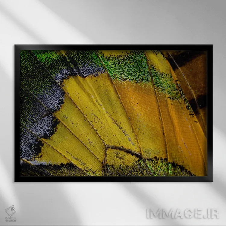 تابلو عکاسی ماکرو از بال پروانه V اثر دارل گالین - نمای قابدار مشکی