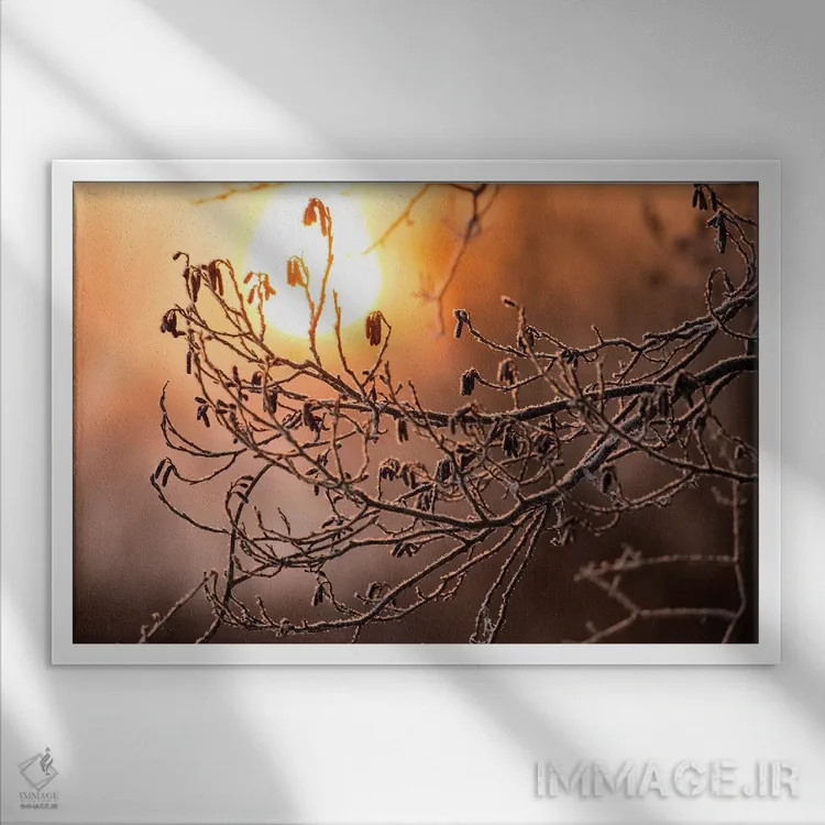 تابلو Hokkaido, Japan,یخزدگی درختان در حاشیه رودخانه، هوکایدو، ژاپن اثر دارل گالین - نمای قابدار سفید