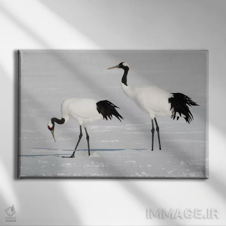 تابلو Japan,درنای تاج سرخ کمیاب در جزیره شمالی هوکایدو، ژاپن اثر دارل گالین - نمای روبهرو روی دیوار