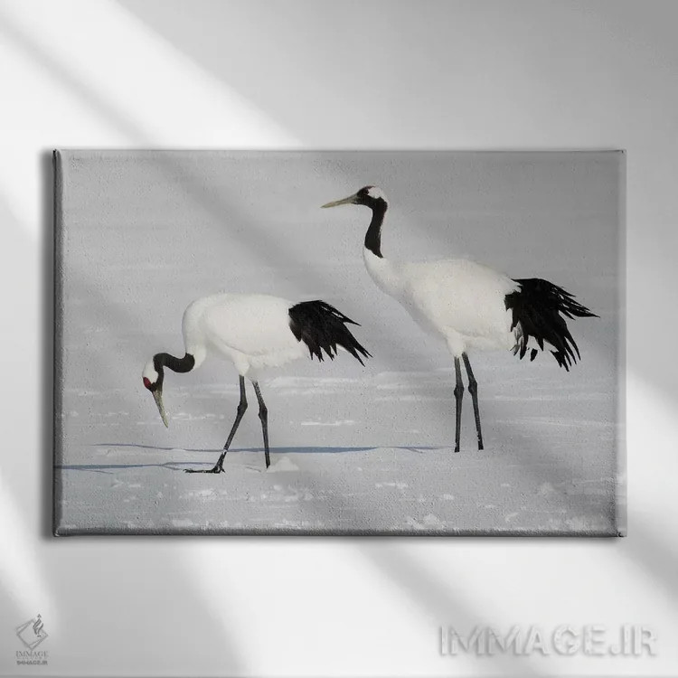 تابلو Japan,درنای تاج سرخ کمیاب در جزیره شمالی هوکایدو، ژاپن اثر دارل گالین - نمای روبهرو روی دیوار