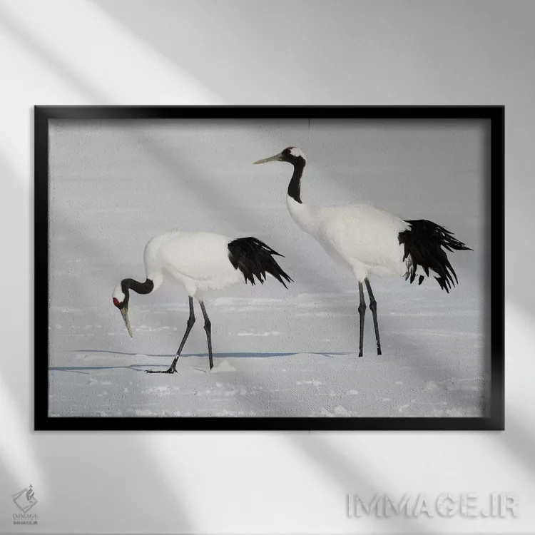 تابلو Japan,درنای تاج سرخ کمیاب در جزیره شمالی هوکایدو، ژاپن اثر دارل گالین - نمای قابدار مشکی