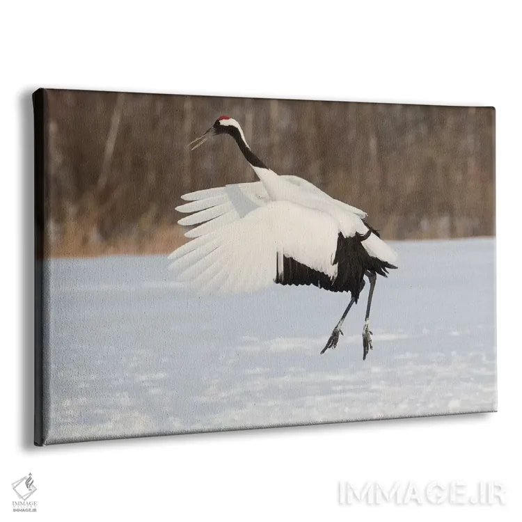 تابلو Japan,درنای تاجقرمز جزیره شمالی هوکایدو، ژاپن اثر دارل گالین - نمای پرسپکتیو محصول