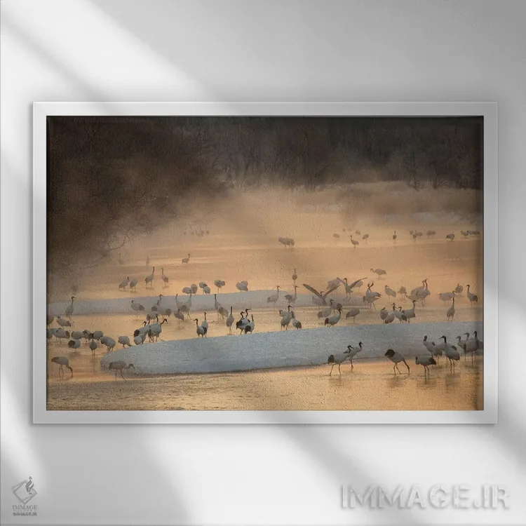 تابلو نور صبحگاهی و بخار از رودخانه با حضور درناهای تاج سرخ در حال استراحت اثر دارل گالین - نمای قابدار سفید