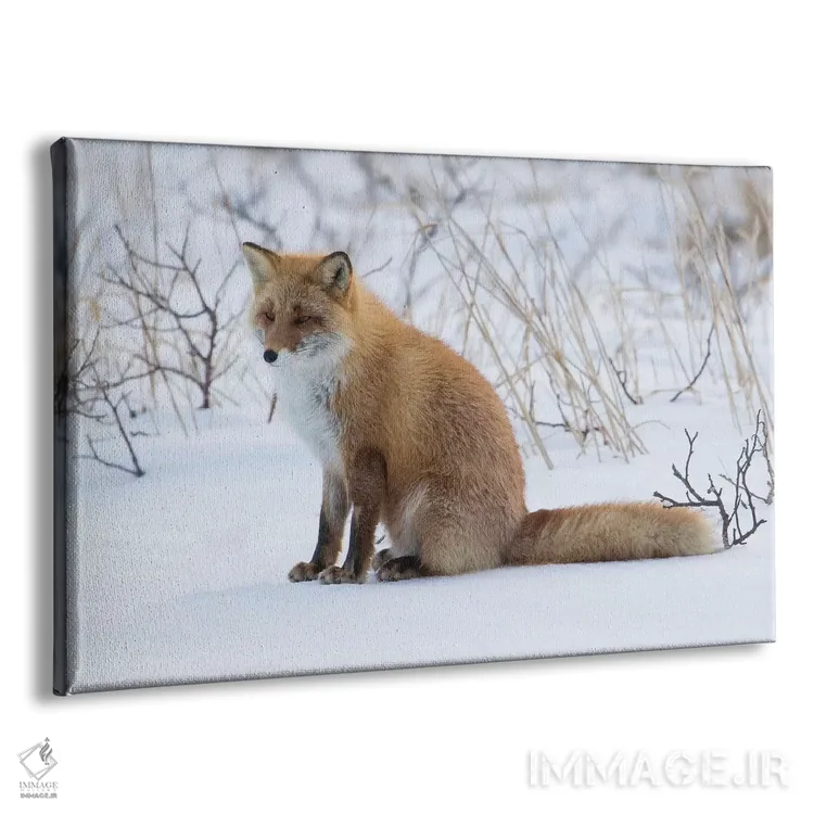 تابلو روباه قرمز نشسته در برف اثر دارل گالین - نمای پرسپکتیو محصول