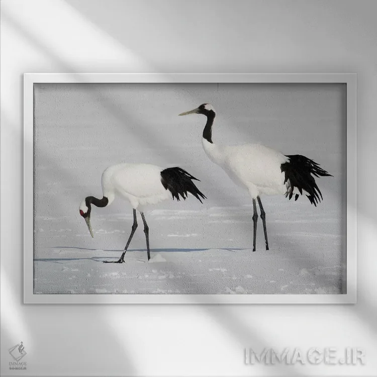 تابلو Japan,درنای تاج سرخ کمیاب در جزیره شمالی هوکایدو، ژاپن اثر دارل گالین - نمای قابدار سفید