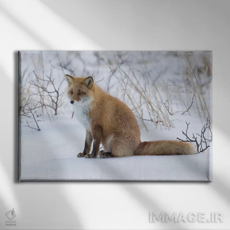 تابلو روباه قرمز نشسته در برف اثر دارل گالین - نمای روبهرو روی دیوار