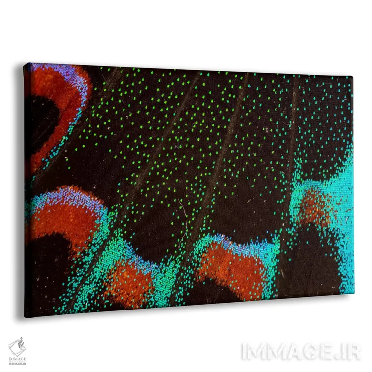 تابلو عکاسی ماکرو از بال پروانه شماره شش اثر دارل گالین - نمای پرسپکتیو محصول